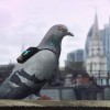 Pigeons wear sensors on their backs to monitor air pollution in London.