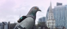 Pigeons wear sensors on their backs to monitor air pollution in London.