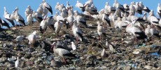 European storks cancel their yearly migrations in pursuit for junk food in landfills.