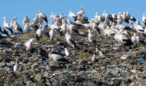 European storks cancel their yearly migrations in pursuit for junk food in landfills.