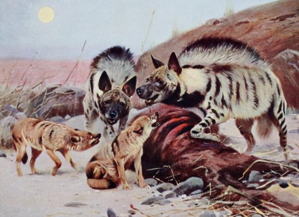 Striped hyenas and grey wolves were seen hunting together in the Middle East.