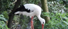 Storks are running away from Africa due to leftovers in Spain and Portugal. However, these leftovers won't be forever as the European Union is planing to have all garbage trunks closed.