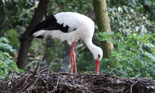 Storks are running away from Africa due to leftovers in Spain and Portugal. However, these leftovers won't be forever as the European Union is planing to have all garbage trunks closed.