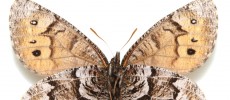 The Tanana Arctic is the first new butterfly species to be discovered in Alaska.