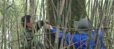 Technicians measuring trees in China's Wolong Nature Reserve