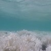 New footage reveals massive coral bleaching at the Great Barrier Reef.