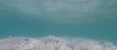 New footage reveals massive coral bleaching at the Great Barrier Reef.