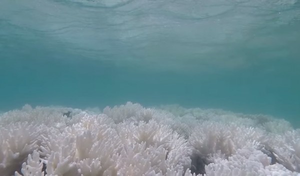 New footage reveals massive coral bleaching at the Great Barrier Reef.