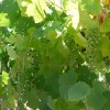 The best years for wine grape quality typically have warm summers with above-average rainfall early in the growing season and late-season drought. 