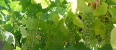 The best years for wine grape quality typically have warm summers with above-average rainfall early in the growing season and late-season drought. 