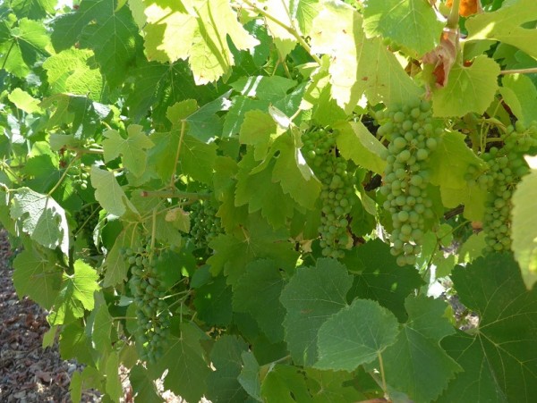 The best years for wine grape quality typically have warm summers with above-average rainfall early in the growing season and late-season drought. 