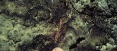 Skeleton of Synemporion keana embedded in the wall of of Māhiehie Cave on Maui.