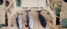 Three dead, protected Minke Whales on the deck of the Nisshin Maru in 2014. 