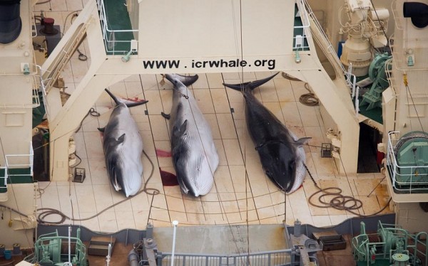 Three dead, protected Minke Whales on the deck of the Nisshin Maru in 2014. 