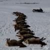 Wolves killed 19 elk in a 