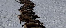 Wolves killed 19 elk in a 