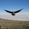 Brown skuas in the Antarctic can apparently recognize humans and attack those who visited their nests.