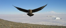 Brown skuas in the Antarctic can apparently recognize humans and attack those who visited their nests.