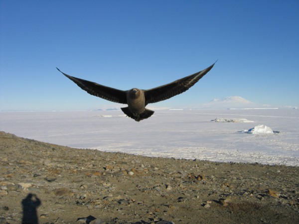 Brown skuas in the Antarctic can apparently recognize humans and attack those who visited their nests.
