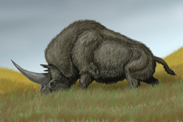 The "Siberian unicorn" or the Elasmotherium sibiricum is actually an ancient rhino with an impressive horn.