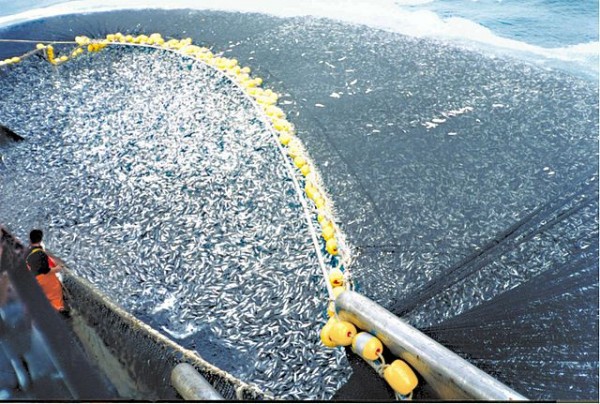 Overfishing can be solved with sustainable fishing practices that can recover global fisheries by 77 percent.