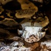 The 10 million year old snake possesses similar colors to today's boa constrictors.
