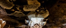 The 10 million year old snake possesses similar colors to today's boa constrictors.