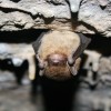 The Little Brown Bat of Washington could be in danger of the deadly white nose syndrome.