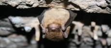 The Little Brown Bat of Washington could be in danger of the deadly white nose syndrome.