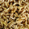 The NC State University researchers modified maggots genetically and found that these maggots are capable of accelerating the process of wound recovery. 