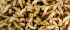 The NC State University researchers modified maggots genetically and found that these maggots are capable of accelerating the process of wound recovery. 