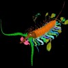 Ancient arthropod 