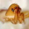A team of researchers led by Smithsonian scientist Hannah Wood has discovered that trap-jaw spiders have a surprising ability to strike their prey at lightning speed and with super-spider power.