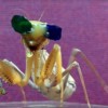 Praying Mantis with 3D Glasses