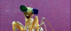 Praying Mantis with 3D Glasses