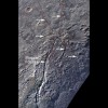 Pluto’s unusual spider-like feature consists of at least six extensional fractures that converge to a point. Individual fractures can reach hundreds of miles long and appear to expose a reddish subsurface layer.