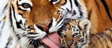 Wild tiger populations are now increasing in 100 years, up to 22 percent.