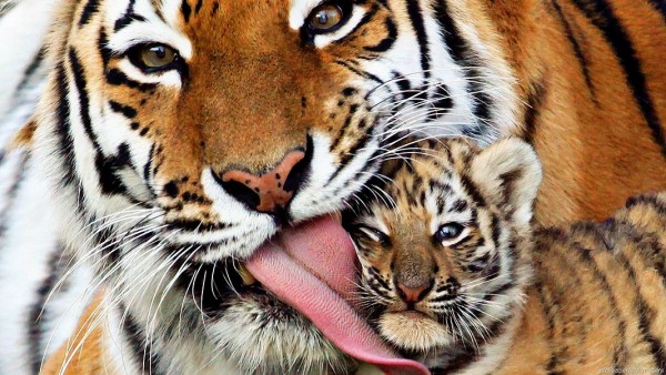Wild tiger populations are now increasing in 100 years, up to 22 percent.