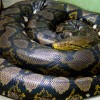 An eight meter reticulated python was found in Penang last week.