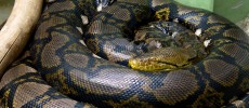 An eight meter reticulated python was found in Penang last week.