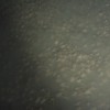 Thousands of crabs are seen at the bottom of Hannibal Bank Seamount.