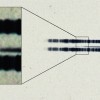 The pull-out box shows the strong lines of the element calcium, which are surprisingly easy to see in the century old spectrum.  The spectrum is the thin, (mostly) dark line in the center of the image. The broad dark lanes above and below are from lamps u