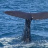 Sperm whales produce 