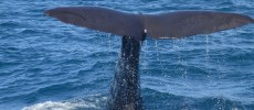 Sperm whales produce 