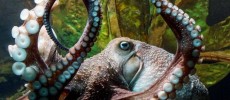 Inky the Octopus made its escape from the National Aquarium in New Zealand a few days ago.