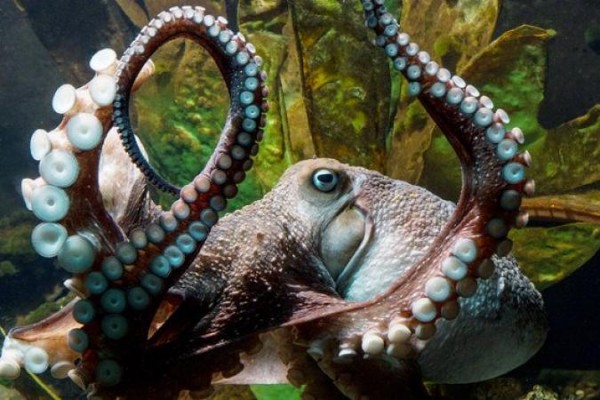 Inky the Octopus made its escape from the National Aquarium in New Zealand a few days ago.