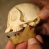 Placed in a wax jaw, fossil teeth belonging to Panamacebus transitus are compared with those of a modern female tufted capuchin, Cebus apella.