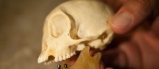 Placed in a wax jaw, fossil teeth belonging to Panamacebus transitus are compared with those of a modern female tufted capuchin, Cebus apella.