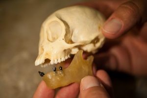 Placed in a wax jaw, fossil teeth belonging to Panamacebus transitus are compared with those of a modern female tufted capuchin, Cebus apella.