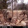 A pack of wolves visits a scent station in the Chernobyl Exclusion Zone. The photograph was taken by one of the remote camera stations and was triggered by the wolves’ movement